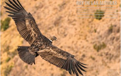 Descubre la vida del rey de las alturas «El Condor», una majestuosa ave que reina en la cordillera de nuestro continente americano