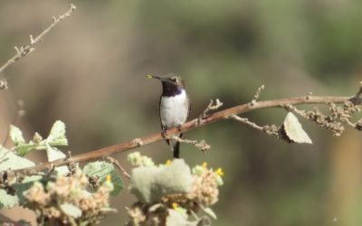 AvesChile participa en proyecto Gef-FAO para la protección del Picaflor de Arica