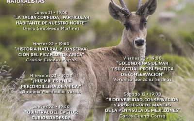 21° Ciclo de charla «Historia Natural y Conservación del picaflor de Arica» Cristián Estades