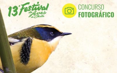 ¡Por fin sabremos quién fue el ganador del Concurso de Fotografía del Festival de Aves de Viña del Mar!