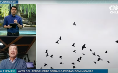 Video: ¿Cómo afectan las aves al tráfico aéreo? | CNN Tiempo