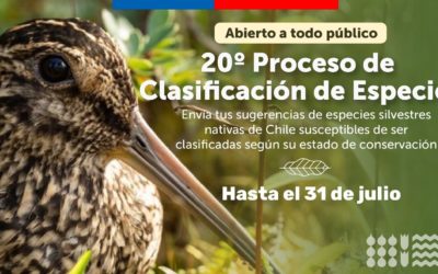 Invitación a clasificar aves en Chile según Estado de Conservación en el marco de la implementación de la ENCA