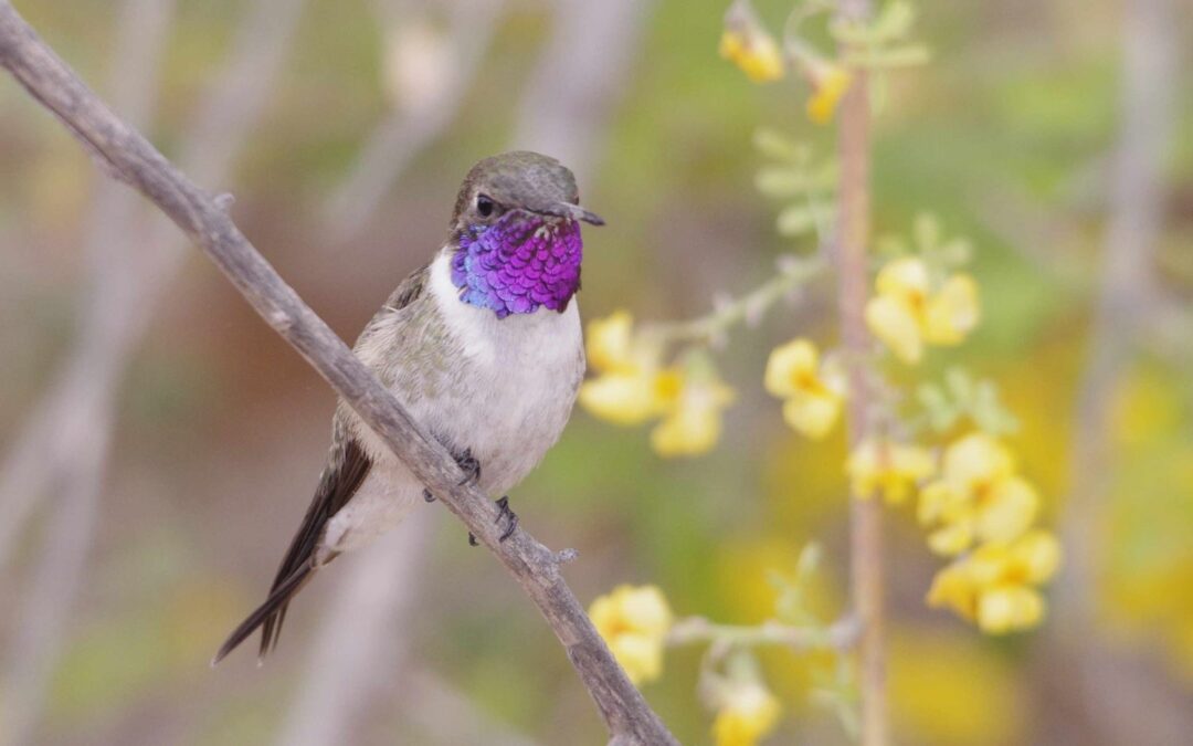 El picaflor de Arica (Eulidia yarrellii) es la especie de ave más amenazada de Chile, con una alta probabilidad de extinción durante la próxima década.