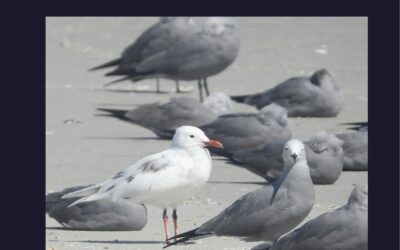 REVISTA CHILENA DE ORNITOLOGÍA VOLUMEN 31 NÚMERO 1 – 2025